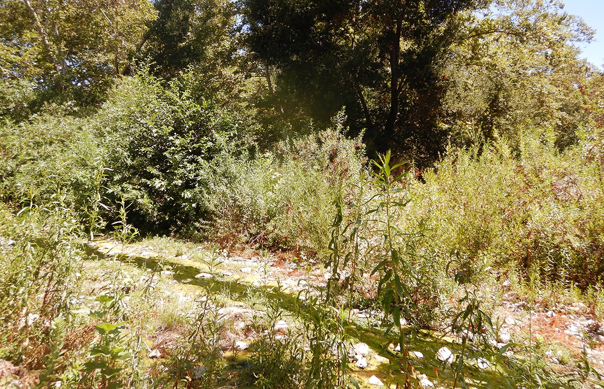 La Pata Avenue Extension Off-Site Mitigation: Arroyo Trabuco Creek Restoration