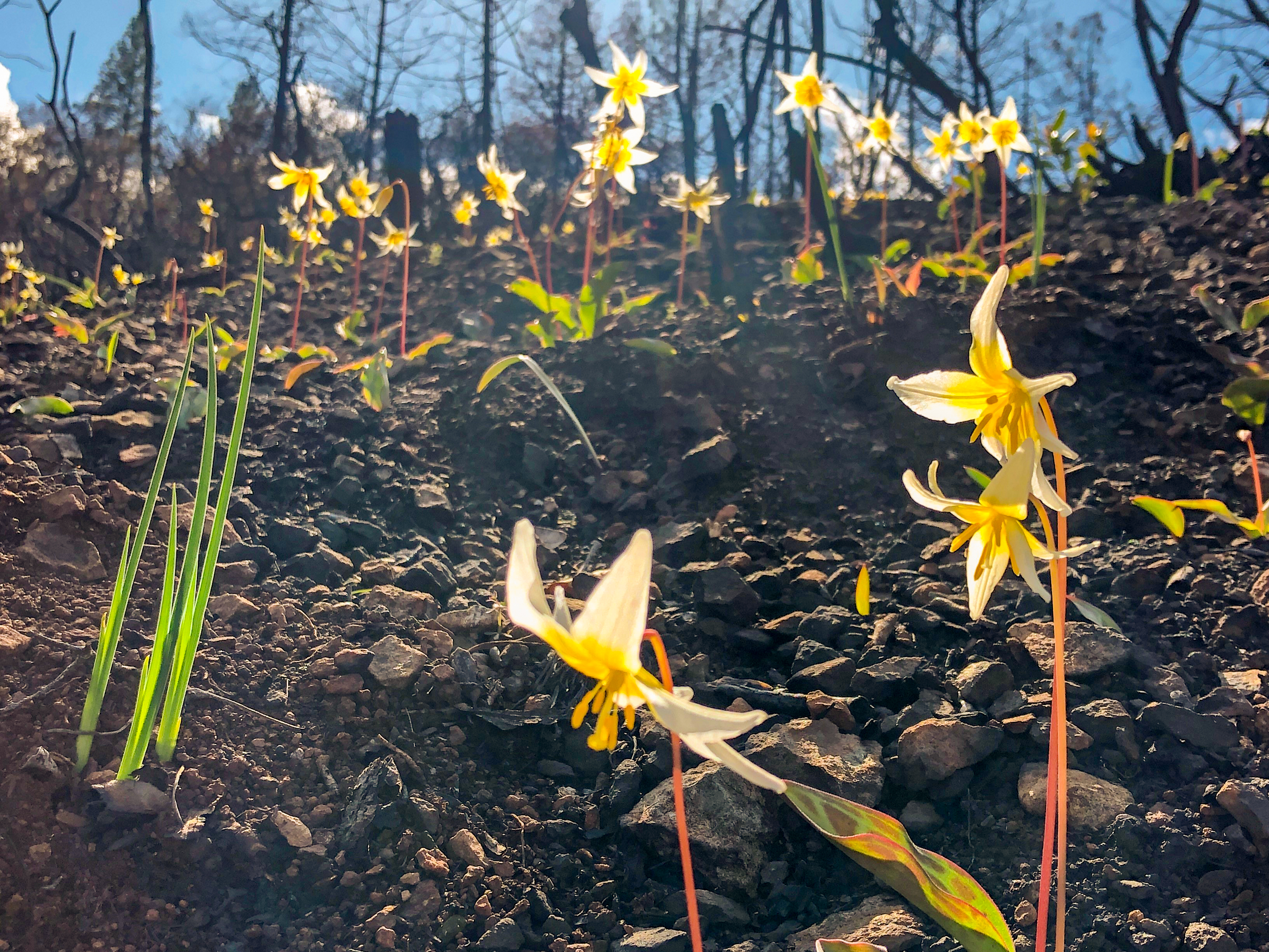 CalRecycle Inland Fire Wildfire Recovery